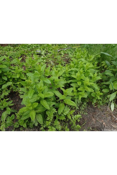 М’ята лимонна 